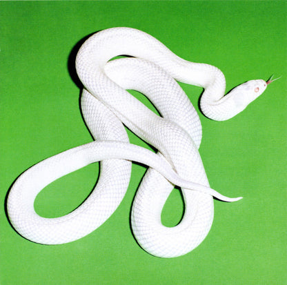 DEFTONES - PRIVATE MUSIC CD